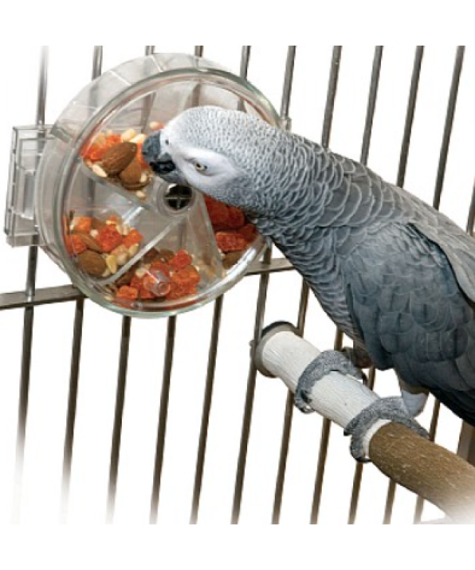 Interactive parrot toys online